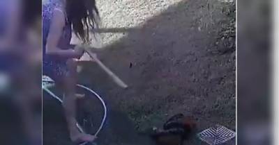Женщина отбила у питона щенка рулоном бумаги драматическое видео - mur.tv - Австралия