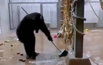 В Таллине шимпанзе сам помыл окна и пол вольера - mur.tv - Швейцария - Таллин