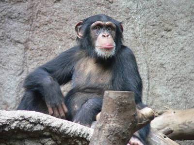 В зоопарке Таллина шимпанзе самостоятельно помыл свой вольер – Cursorinfo: главные новости Израиля - mur.tv - Израиль