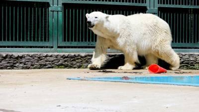 Торт и арбуз: в Московском зоопарке отметили 30-летие медведя Врангеля - mur.tv