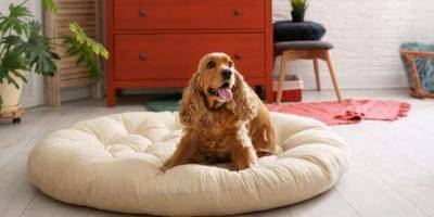 13 способов сделать комфортную лежанку для собаки своими руками - milayaya.ru