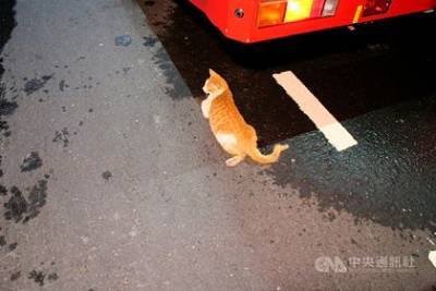 Любитель животных спас бездомную кошку и погиб - mur.tv - Тайвань