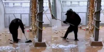Работники Таллинского зоопарка забыли швабру в вольере у шимпанзе. Тогда животное затеяло генеральную уборку! видео - mur.tv