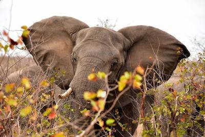 Самый одинокий слон на планете впервые за 8 лет пообщался с сородичем - mur.tv - Пакистан - Шри Ланка