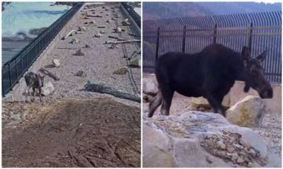 «Это работает!»: дикие животные переходят через мост в штате Юта (12 фото + 1 видео) - chert-poberi.ru - Usa - штат Юта
