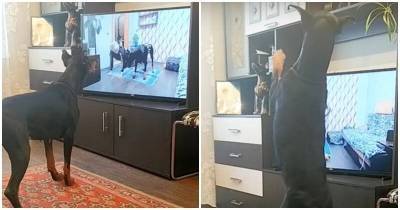 Доберман повторяет упражнения, которые увидел по телевизору - mur.tv
