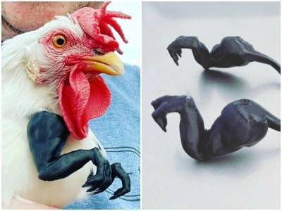 Курицам сделали лапки динозавров на 3D-принтере - mur.tv