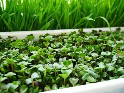 6 способов быстро вырастить микрозелень - sadogorod.club