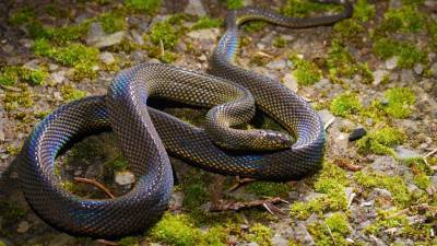 Новый вид радужных змей нашли в лесах Вьетнама - mur.tv - Вьетнам