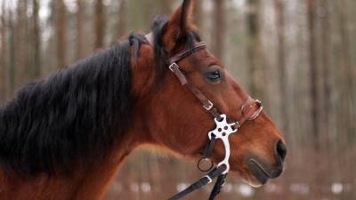 Фото петербуржца, которому лошадь откусила кончик носа (18+) - mur.tv - Петербурга