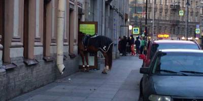 Петербуржец хотел расцеловать лошадь и лишился носа - mur.tv - Санкт-Петербург