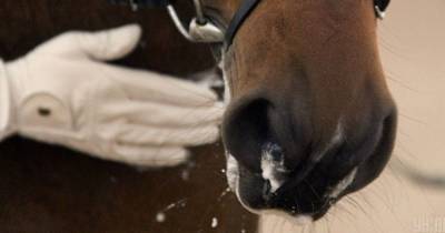 Полез целоваться: в Санкт-Петербурге лошадь откусил нос 25-летнему мужчине - mur.tv - Россия - Киев - Санкт-Петербург
