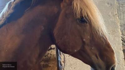 Петербуржец полез целовать лошадь, а она перепутала его нос с морковкой - mur.tv