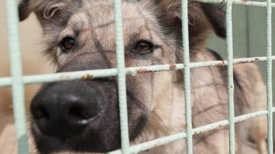 Вышел документальный фильм о приюте для бездомных собак под Иркутском - mur.tv - Иркутск - Иркутская обл.