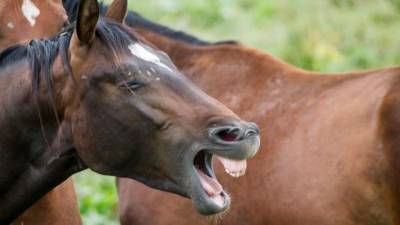 Не лез целовать: оставшийся без носа петербуржец хотел покормить лошадь морковью - mur.tv