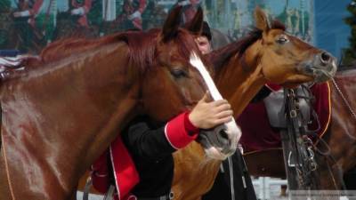 Камеры зафиксировали поцелуй лошади и лишившегося носа петербуржца - mur.tv