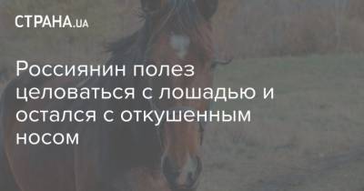 Россиянин полез целоваться с лошадью и остался с откушенным носом - mur.tv - Одесса - Курская обл.
