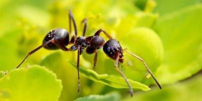Вывести навсегда муравьёв с участка и из дома - САМЫЕ ПОЛЕЗНЫЕ СОВЕТЫ - - lifehelper.one