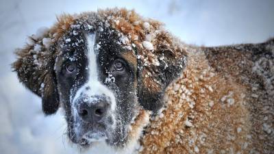 Владимир Уражевский - Кинологи рассказали, как защитить собак от зимних реагентов - mur.tv - Россия
