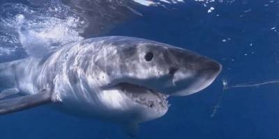 Ударил грузовик: как австралиец пережил нападение большой белой акулы - mur.tv - Австралия