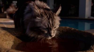 Что посмотреть о кошках? 4 потрясающих документальных фильма - mur.tv