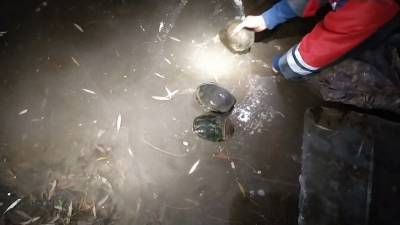 Семейство черепах в Киеве спасли от гибели. - mur.tv - Киев
