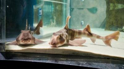 В Москвариуме поселились японские бычьи акулы - mur.tv - Россия