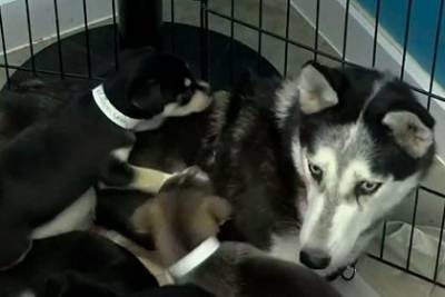 Спасенная от усыпления собака неожиданно родила семь щенков - mur.tv - Сша - штат Калифорния