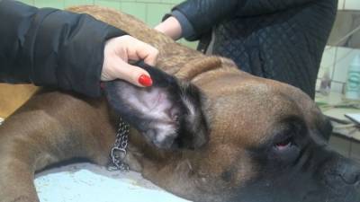 В Саратове спасают собаку, которую выбросил из окна ее хозяин. - mur.tv - Саратов