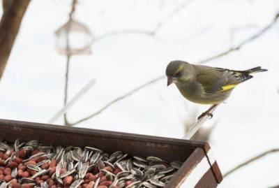 Чем кормить птиц зимой - sadogorod.club