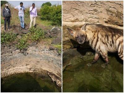 Жители деревни услышали вой гиены, которая волочилась по дну колодца - mur.tv - Индия