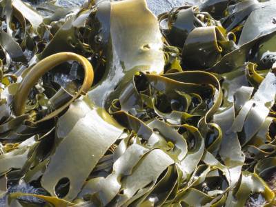 Морская капуста: готовим вкусный винегрет, суп и зразы из водорослей - news.yellmed.ru