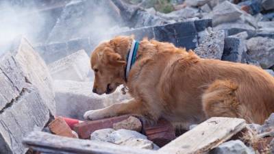 Мужчина и 30 собак сгорели в частном доме в Нижнем Новгороде - mur.tv - Нижний Новгород