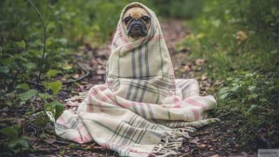 Хозяевам собак дали советы по сохранению здоровья питомцев в холода - mur.tv