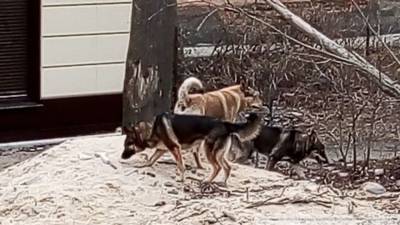 Жительница Саратова пожаловалась на стаю агрессивных собак - mur.tv