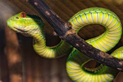 Во Вьетнаме обнаружили редких “радужных” змей - mur.tv - Вьетнам
