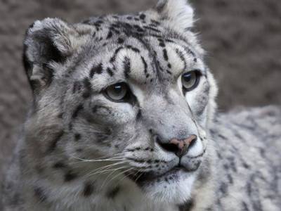 В США коронавирус обнаружили у леопардов в зоопарке - mur.tv - Китай - Сша - штат Кентукки