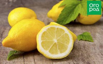 Блюда с лимонами – лучшие рецепты на любой вкус - sadogorod.club