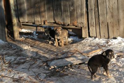 Пёс их знает, или Почему на ульяновцев нападают бездомные собаки - mur.tv