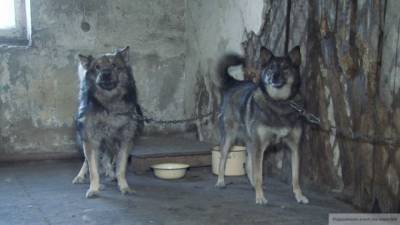 Живодеры расстреляли четырех собак в воронежском приюте - mur.tv