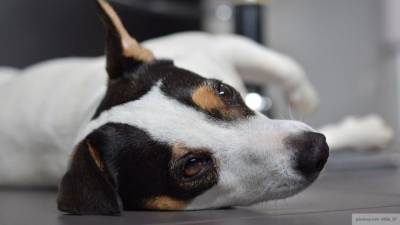 Ученые считают, что собаки способствуют здоровому сну - mur.tv - Сша - Нью-Йорк