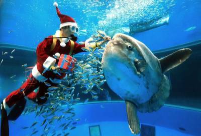 В бразильском океанариуме замечен Санта-Клаус в компании акул - mur.tv - Рио-Де-Жанейро