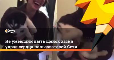 Не умеющий выть щенок хаски украл сердца пользователей Сети - mur.tv