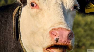 Полицейские раскрыли жестокое преступление с коровой под Омском - mur.tv - Омск