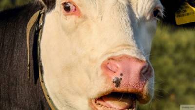 Омичи похитили корову и жестоко забили ее в лесу ради мяса - mur.tv