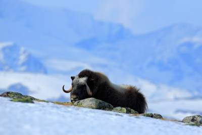 Как зимуют животные в экстремальных условиях? - shkolazhizni.ru - Россия - Канада - Гренландия - штат Аляска