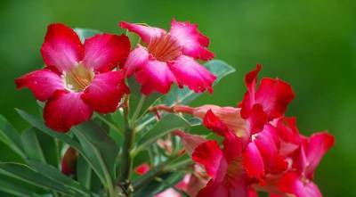 Адениум, или роза пустыни - самое красивое и неприхотливое растение для южных окон - sadogorod.club