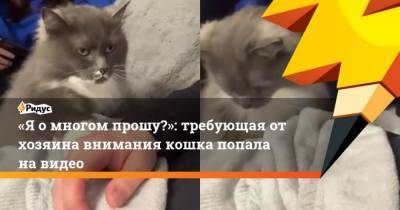Я о многом прошу?: требующая от хозяина внимания кошка попала на видео - mur.tv