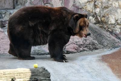 Опубликовано видео подготовки медведей Московского зоопарка к зимней спячке - mur.tv
