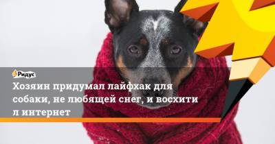 Хозяин придумал лайфхак для собаки, нелюбящей снег, ивосхитил интернет - mur.tv